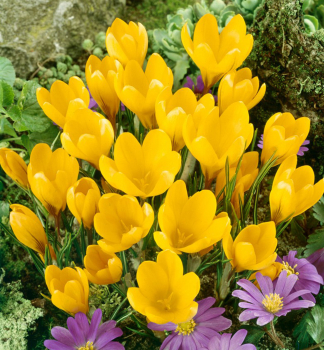 Groblumige Krokusse YELLOW LARGE FLOWERING Packungsinhalt 10 St.
