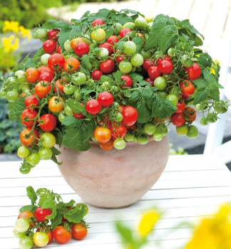Tomatenbalkon �PRIMABELL��, Forts. 1 l