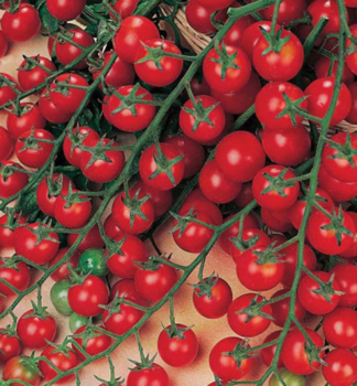 Tomatenpin �SWEET MILLION��, Forts. 1 l