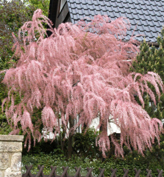 Kleinbltige Tamariske, 20-30 cm, Cont. 2,5 l