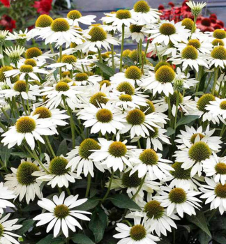 Sonnenhut (Echinacea) KISMETWHITE Cont. 0,5 l