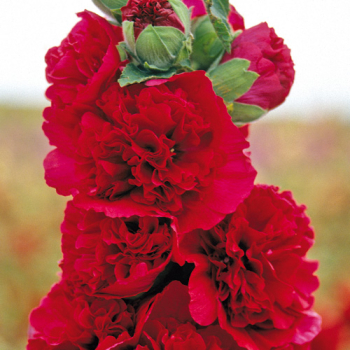 Gefllte Stockrose CHARTER'S DOUBLE RED, Cont. 1 l