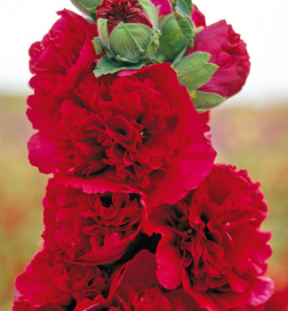 Gefllte Stockrose CHARTER'S DOUBLE RED, Cont. 1 l
