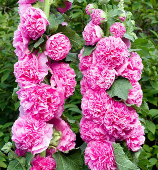 Gefllte Stockrose CHARTERS DOUBLE ROSE, Cont. 1 l