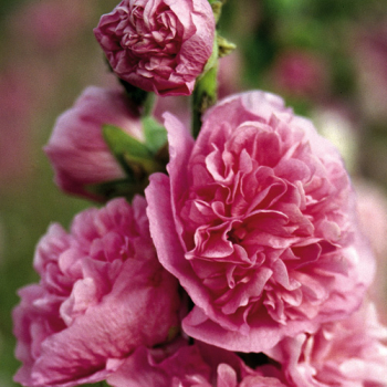 Alcea rosea plena CHARTERS PINKdetail kvetov