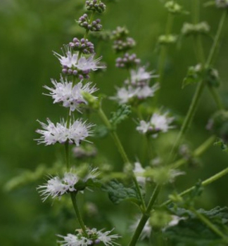 Mentha arvensis STRAWBERRY detail kvetov