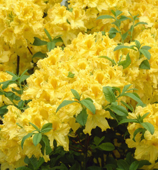Groblumige Azalee 'ANNEKE' 30-40 cm, Cont. 4 l