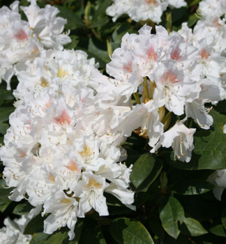 Rhododendron CUNNINGHAM'S WHITE 20-30 cm, Cont. 1,3 l
