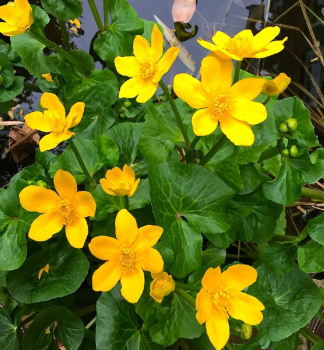 Sumpfdotterblume, Cont. 0,5 l
