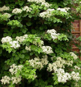 Kletterhortensie MIRRANDA 40-50 cm, Cont. 1,6 l, Pflanze mit Rankhilfen