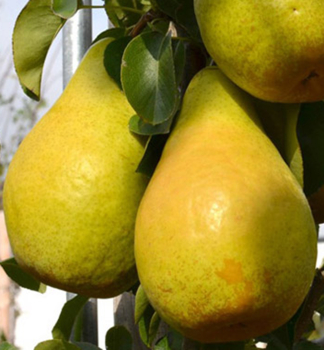 Birnenbaum NOVEMBRA Unterlage Quitte Adams, Cont. 7,5 l