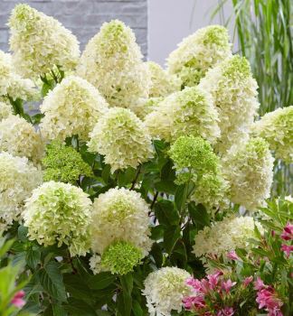 Rispenhortensie SKYFALL 20-30 cm, Cont. 4 l