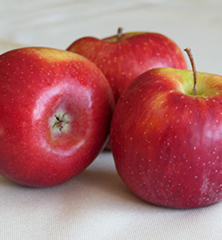 Apfelbaum RUBELIT Unterlage M26, wurzelnackt