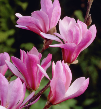 Loebner-Magnolie LEONARD MESSEL 50-60 cm, Cont. 2,5 l