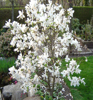Loebner-Magnolie MERRILL 40-50 cm, Cont. 5 l