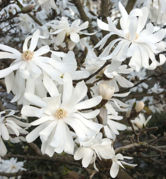 Magnolie ROYAL STAR auf Stamm 120 cm, Cont. 12 l