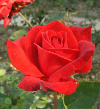 Obrzok_(1)