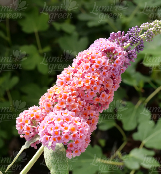 Obr�zok (4)