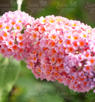 Obr�zok (5)