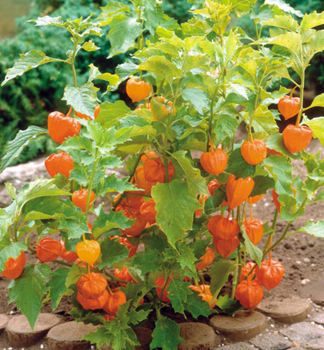 Kapstachelbeere �GOLDVITAL�, Cont. 1 l