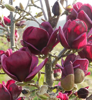 Magnolie GENIE auf Stamm 80 cm, Cont. 15 l