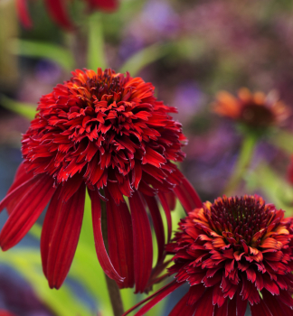 Sonnenhut (Echinacea) �HOT PAPAYA��, Cont. 0,5 l