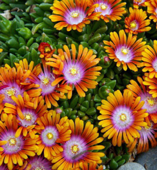 Mittagsblume FIRE SPINNER Cont. 0,5 l