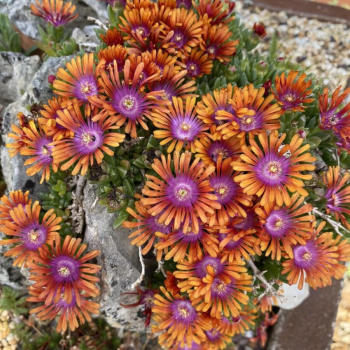 Obrzok (9)