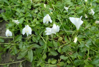 Obrzok (3)