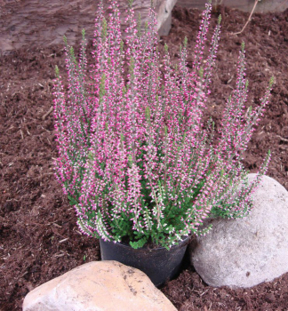 Besenheide 'AMETHYST', Cont. 0,5 l