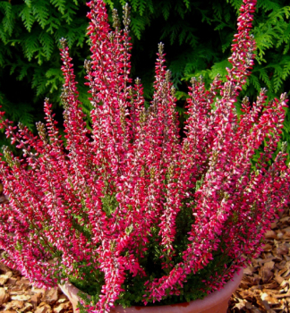 Besenheide 'ATHENE' Cont. 0,5 l