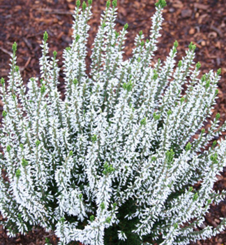 Besenheide 'MADONNA' Cont. 0,5 l