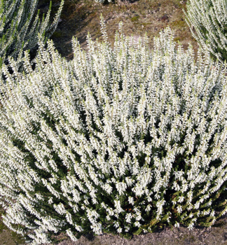 Obrzok (3)