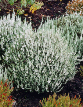 Obrzok (2)