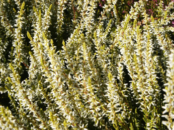 Obrzok (3)