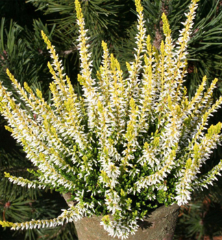 Obrzok (2)