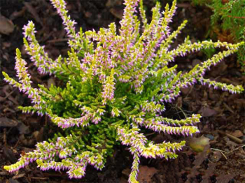 Obrzok (6)