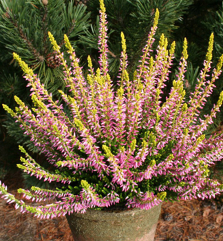 Besenheide 'THERESA' Cont. 0,5 l