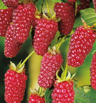 Him-Brombeere TAYBERRY BUCKINGHAM 20-30 cm, Cont. 1 l