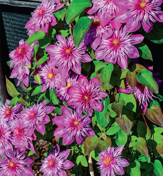 Clematis 'KAISER' 30-40 cm, Cont. 2 l
