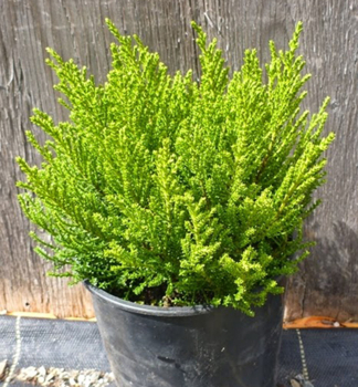 Strauchveronika (Hebe) GOLDEN ESK Cont. 0,5 l