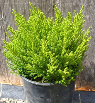 Strauchveronika (Hebe) �GOLDEN ESK� Cont. 0,5 l