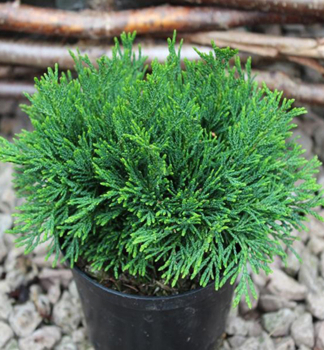 Lawsons Scheinzypresse GREEN GLOBE 10-15 cm, Cont. 3 l