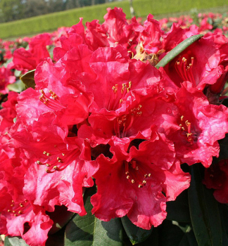 Rhododendron SCARLET WONDER 15-20 cm, Cont. 2 l