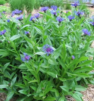 Flockenblume, Cont. 0,5 l
