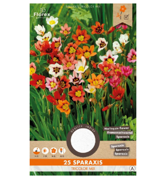 Zwiebeln - Zigeunerblume, Packungsinhalt 25 St.