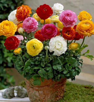 Zwiebeln - Ranunkel �MIX�, Packungsinhalt 15 St.