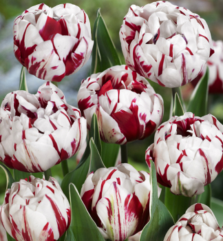 Tulpe CARNAVAL DE NICE Packungsinhalt 5 St.
