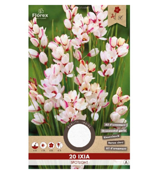 Zwiebeln - Ixia �SPOTLIGHT� Packungsinhalt 20 St.