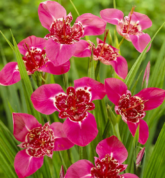 Zwiebeln - Tigridia 'DARK PINK', Packungsinhalt 15 St